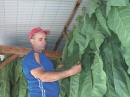 Romelio, attentif au séchage des feuilles de tabac.