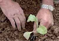 Un plant de tabac cultivé en Béarn.