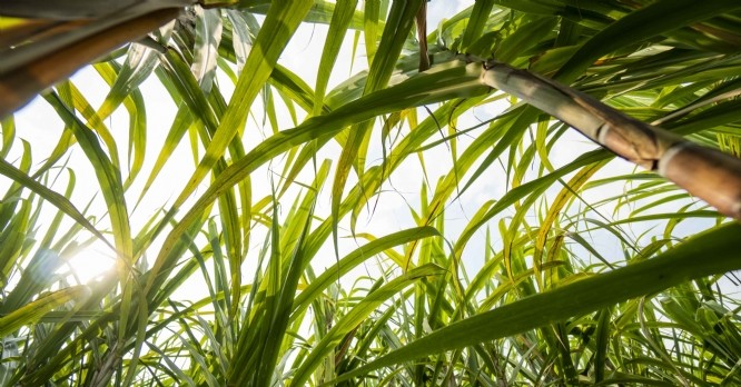 La start-up Senseen évalue la forme des plantes